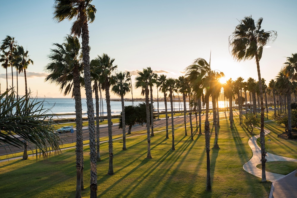 palm trees outside ucsb campus by the beach